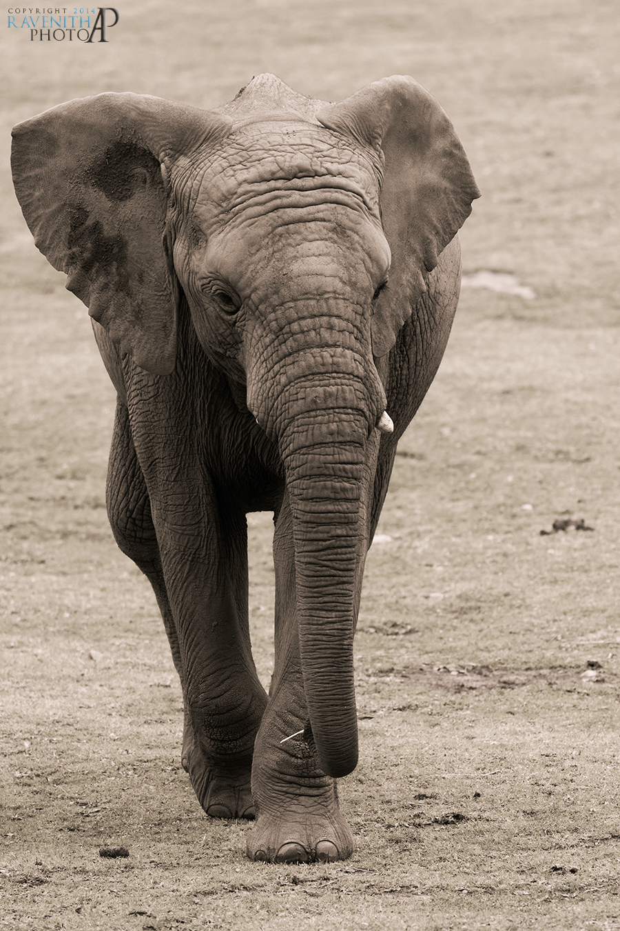 African bush elephant.