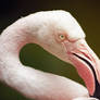 Fabulous Flamingo.