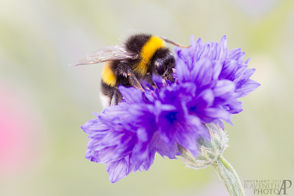 Hardworking Bumblebee II.