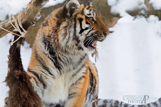 Fluffy tiger.