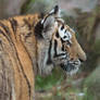 Amur tiger.