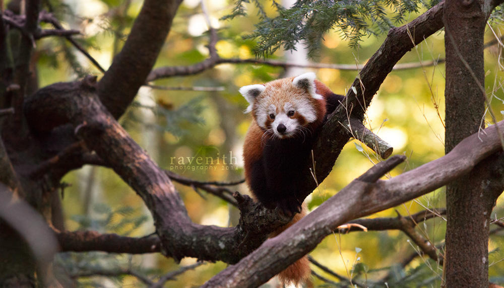 Sneaky Panda Sneaky panda. by Ravenith on DeviantArt