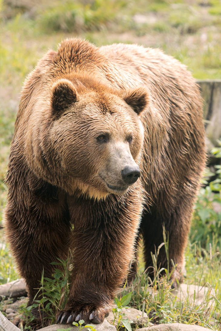 Portrait of Rambo. by Ravenith on DeviantArt