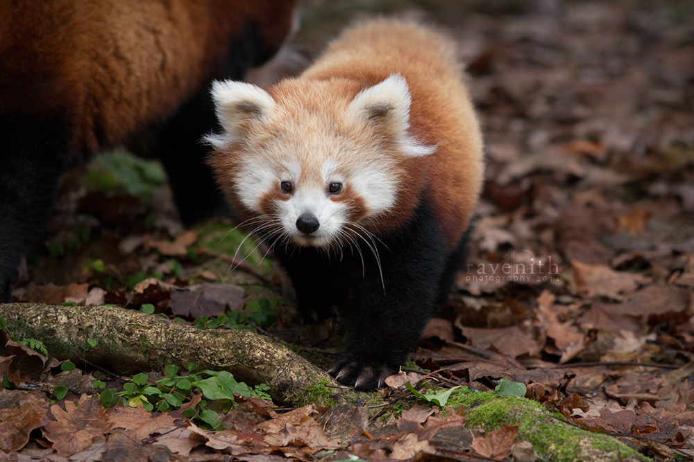 Red panda cub.