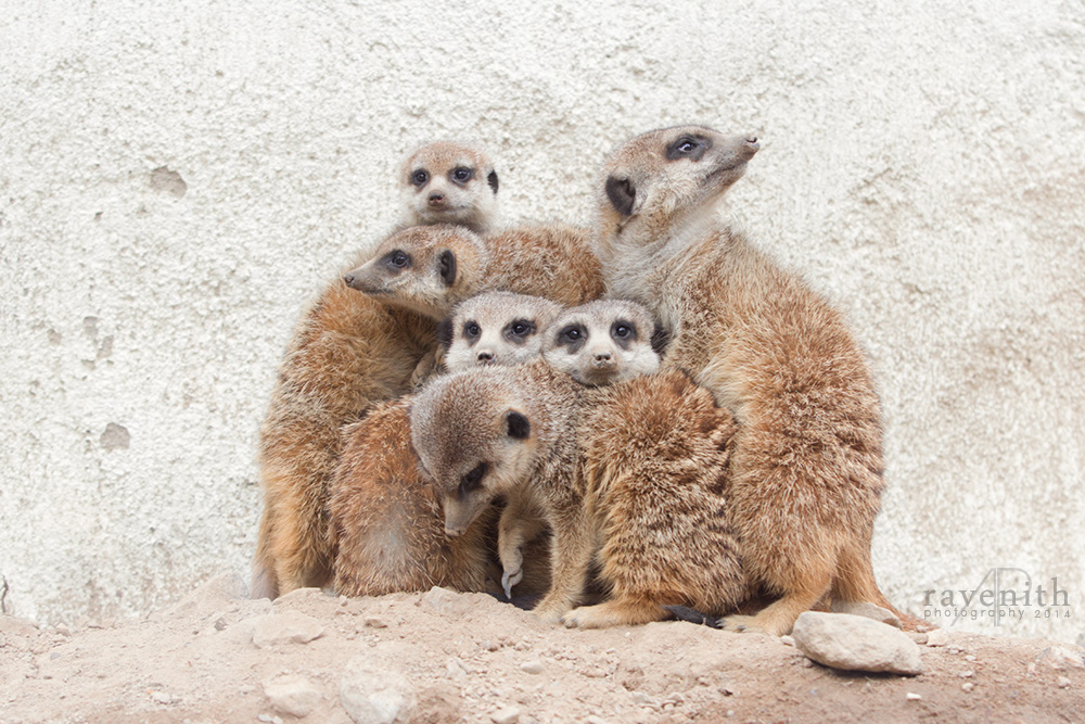 Meerkat family.