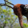 Resting on a branch.