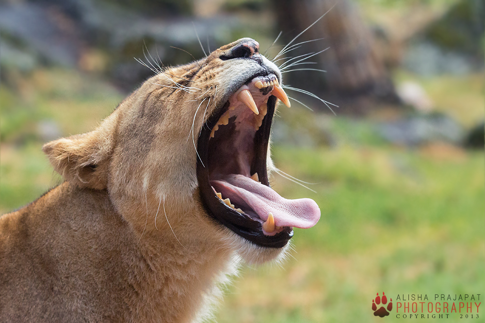 A big yawn.