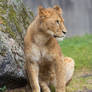 Lion cub profile.