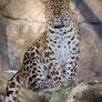 Amur leopard portrait.