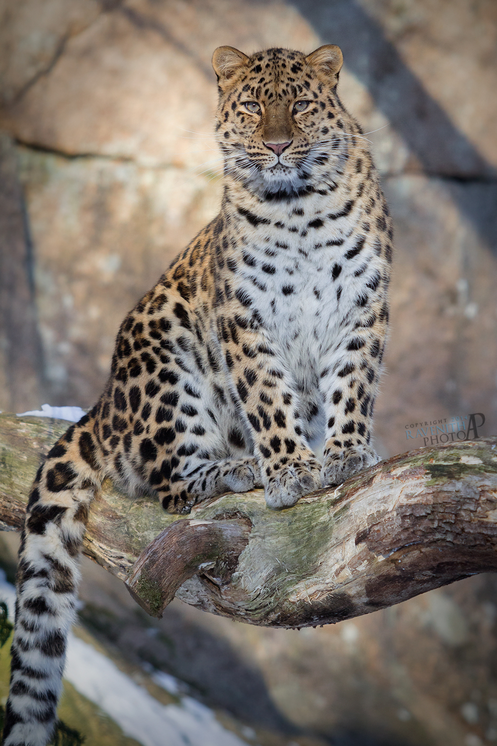 Amur leopard portrait.