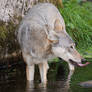 Thirsty Wolf.