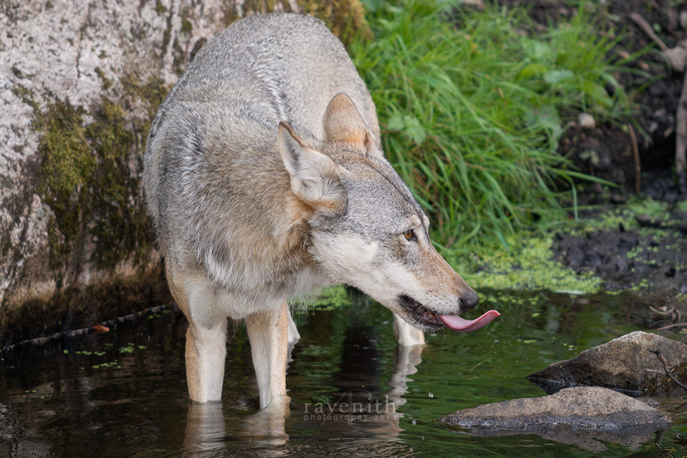 Thirsty Wolf.