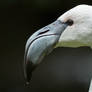 White flamingo portrait.