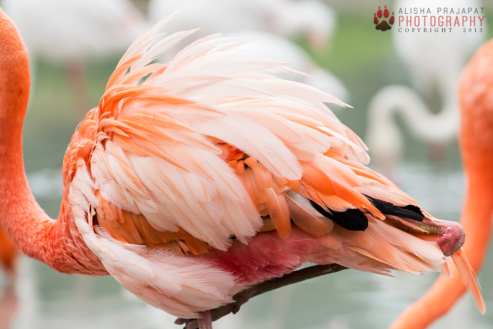 Pink feathers.