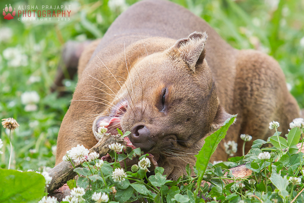 Hungry fossa.