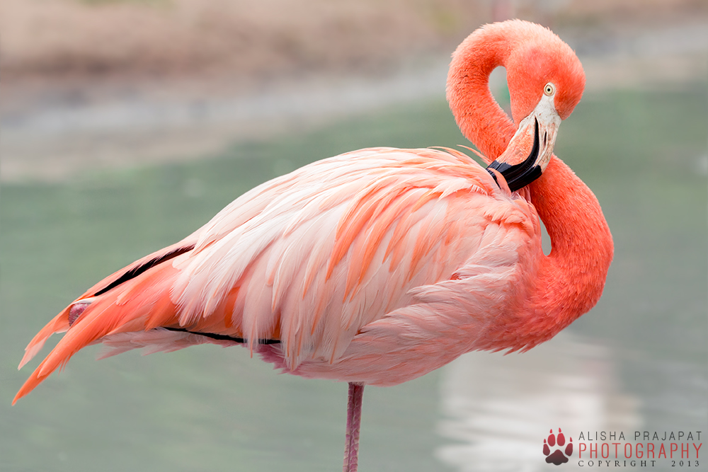 Flamingo portrait V.
