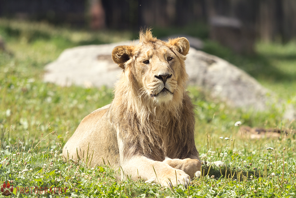 Asiatic lion.