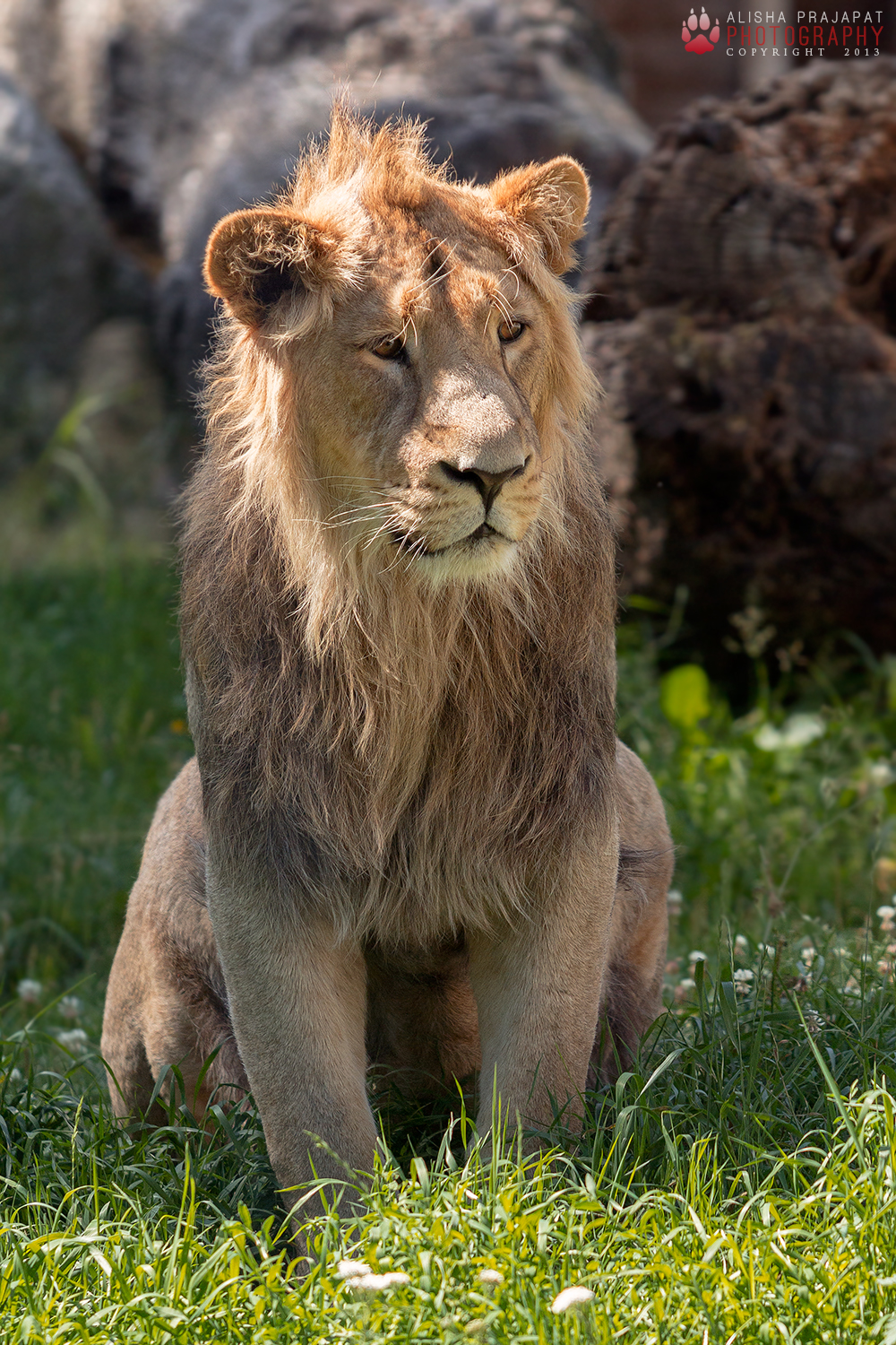 Asiatic lion portrait.