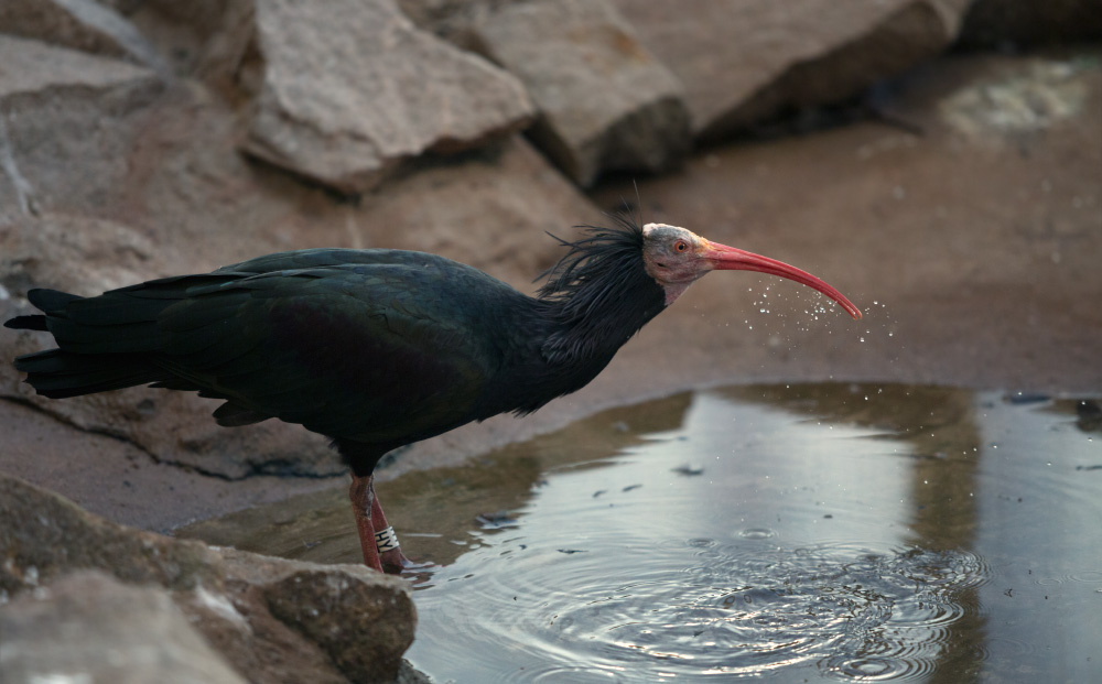 Thirsty Ibis.