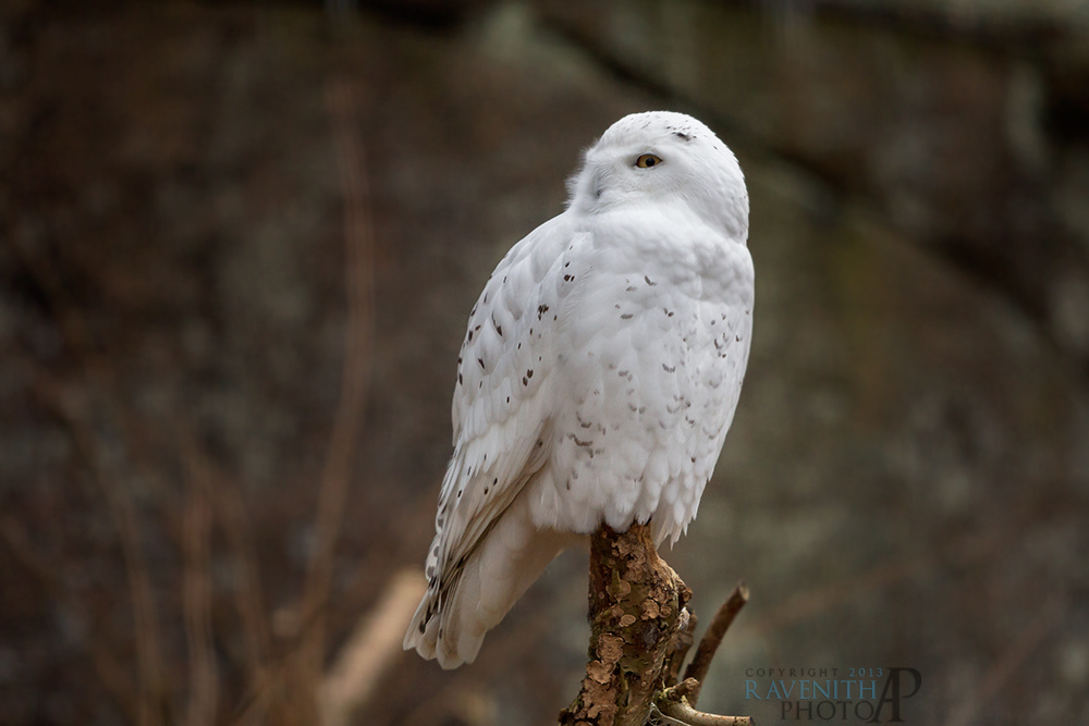 Snowy Owl.