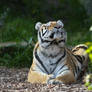 Happy tiger.