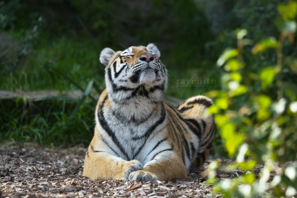 Happy tiger.