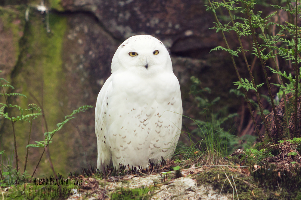 Snowy Owl II.