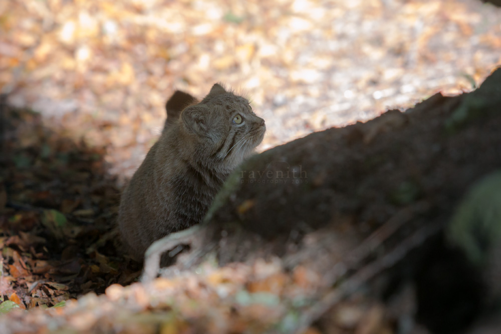 A small explorer.