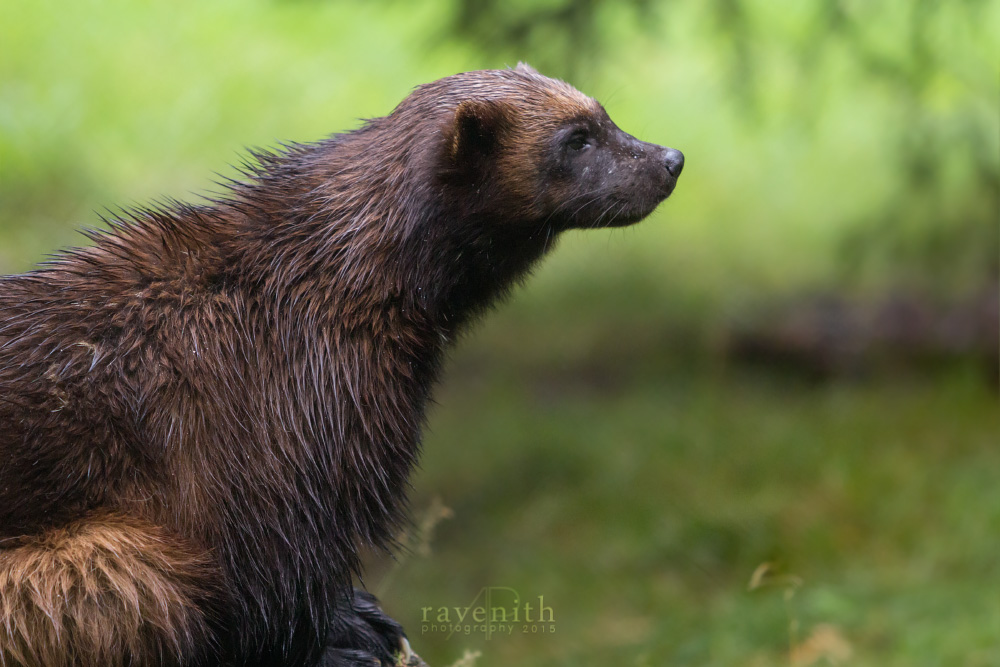 Wolverine profile.