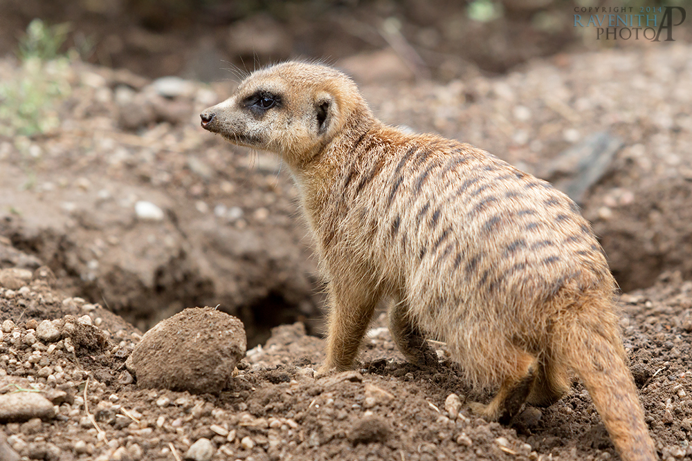 A small digger.