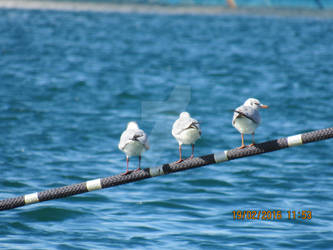 The Seagull Trio