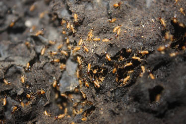 Termites