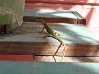 Green Anole