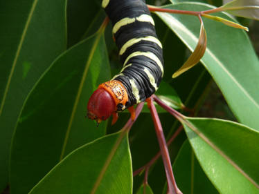 Tetrio Sphinx moth caterpillar