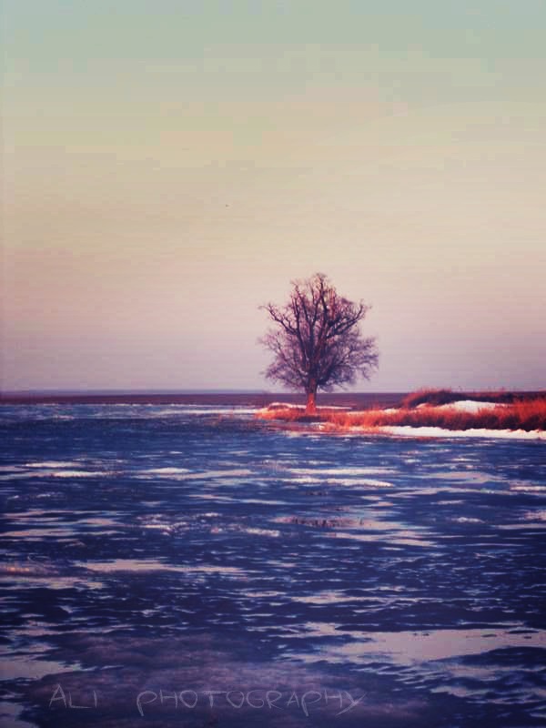 lonely tree