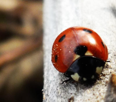 ladybug2