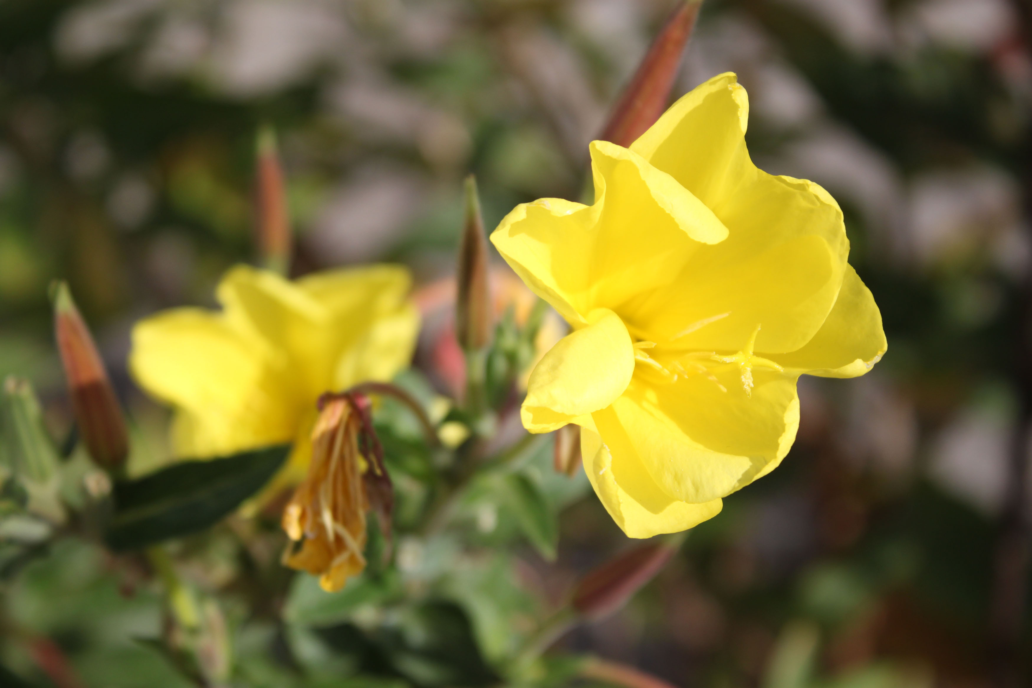 Yellow Flower 2