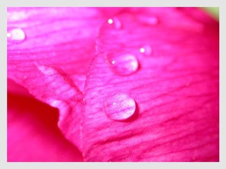 Sweet raindrop