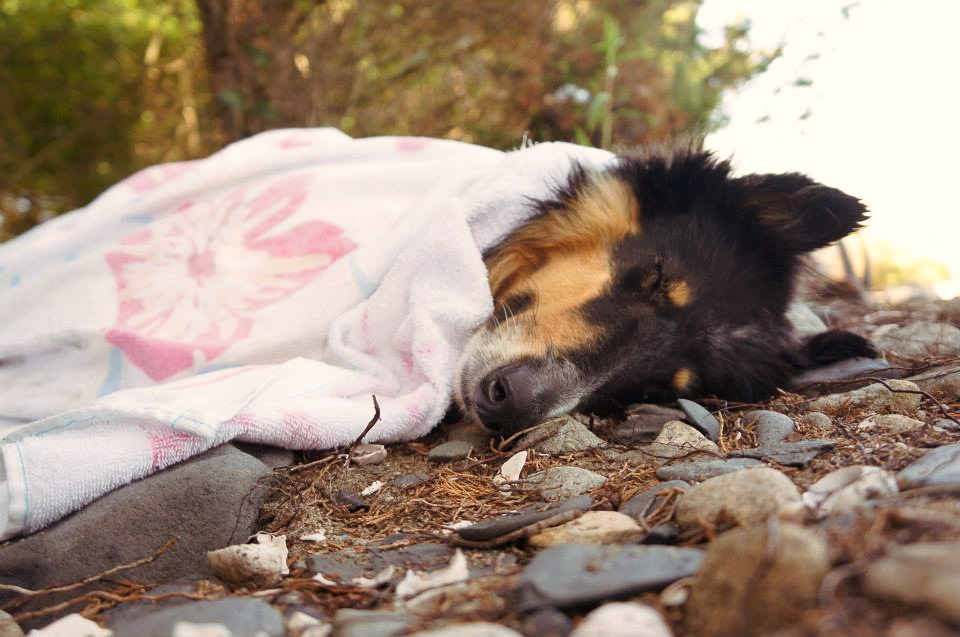 Lassie sleeping at the beach