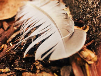 Macro Feather