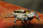 Jumping Spider on Gate Macro by Larah88