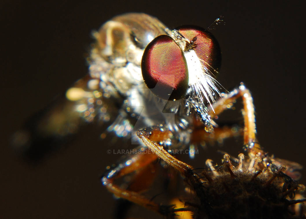 Robber Fae Robber Fly Macro 3 by Larah88 on DeviantArt