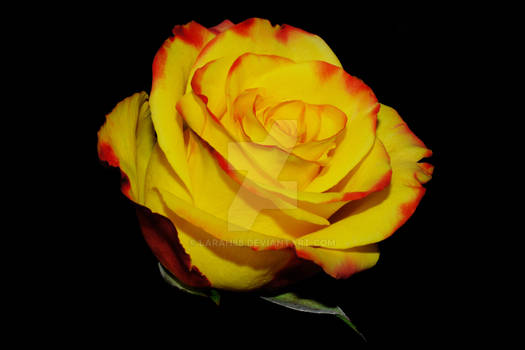 Yellow and Red Rose