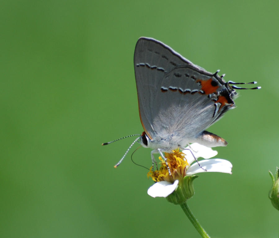 Closeup of a Hairstreak