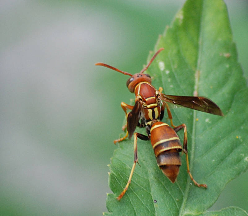 Wasp Macro by Larah88
