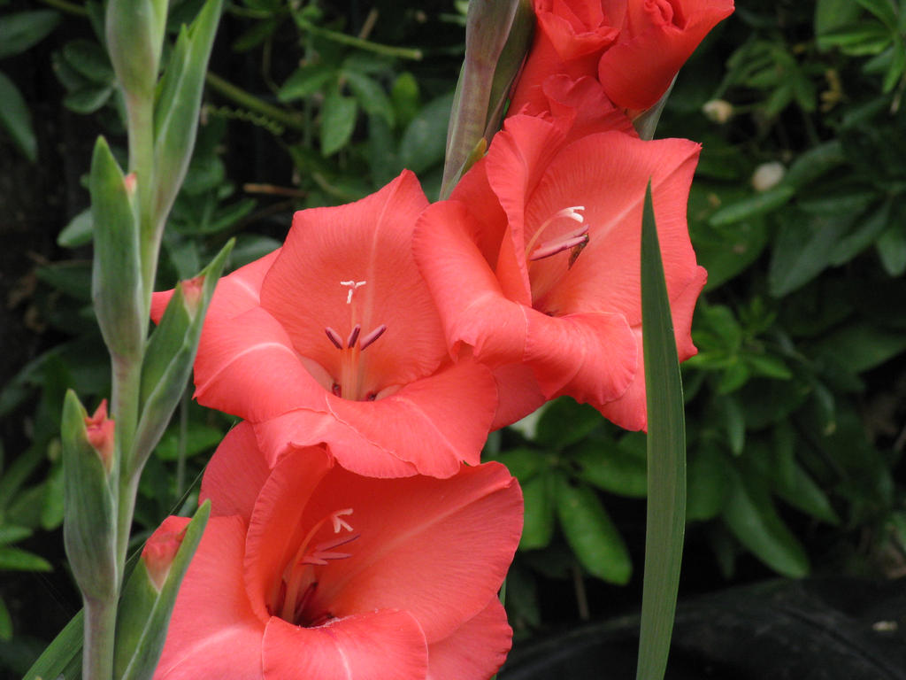 Gladioli