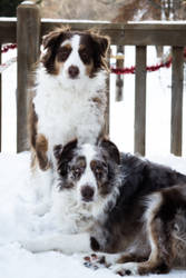 Fur and Snow