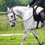 Dressage Stock 009