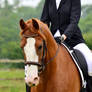 Dressage Stock 022