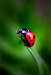 Lady in red by lilfrogs